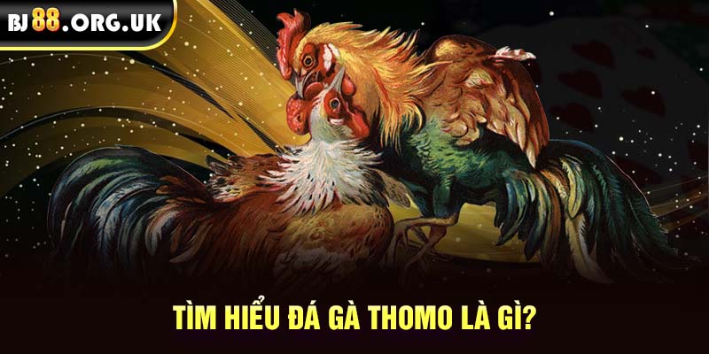 Tìm hiểu đá gà Thomo là gì?