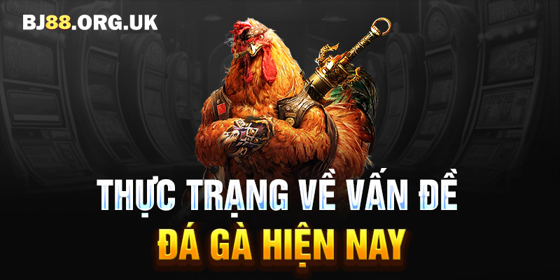 Thực trạng về vấn đề đá gà hiện nay