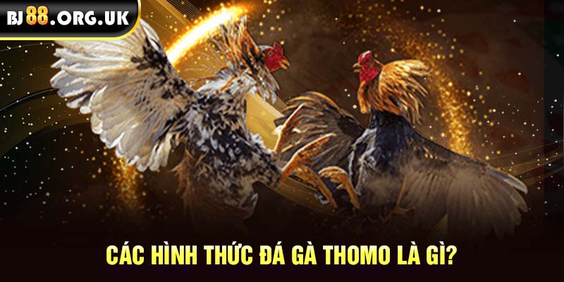 Các hình thức đá gà Thomo là gì?