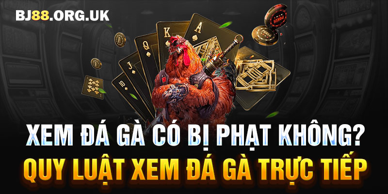 Xem đá gà có bị phạt không? Quy luật xem đá gà trực tiếp