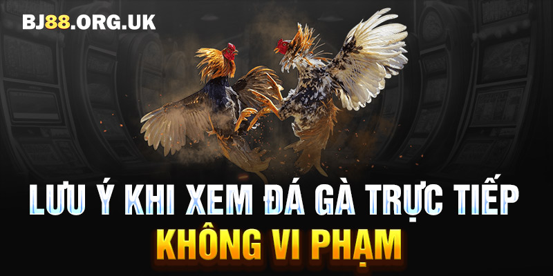 Lưu ý khi xem đá gà trực tiếp không vi phạm