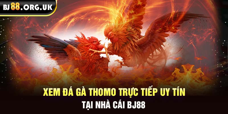 Xem đá gà Thomo trực tiếp uy tín tại nhà cái BJ88