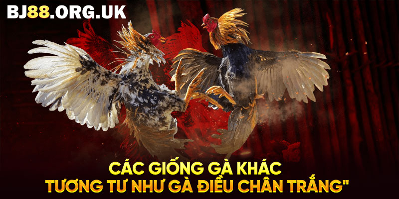 Các giống gà khác tương tư như gà điều chân trắng