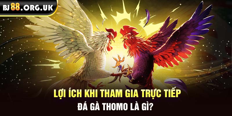 Lợi ích khi tham gia trực tiếp đá gà Thomo là gì?