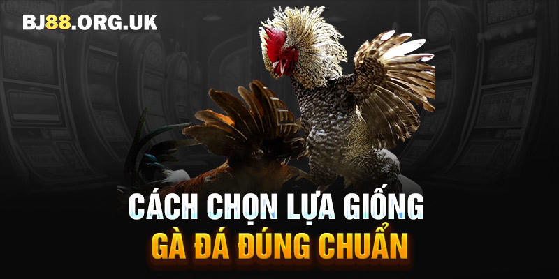 Cách chọn lựa giống gà đá đúng chuẩn