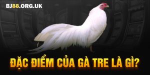 Đặc điểm của gà tre là gì?