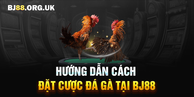 Hướng dẫn cách đặt cược đá gà tại BJ88