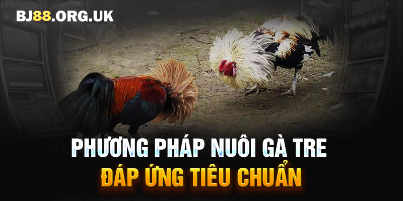 Phương pháp nuôi gà tre đáp ứng tiêu chuẩn