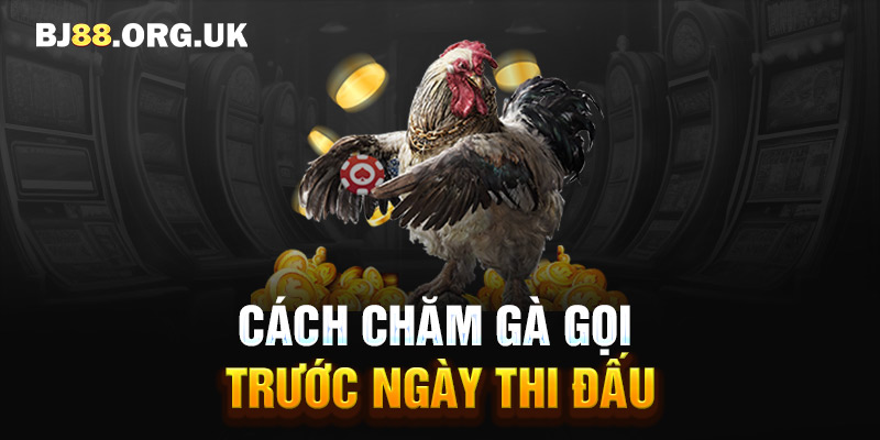 Cách huấn luyện gà chọi cơ bản